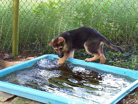 Chaska lernt Wasser kennen