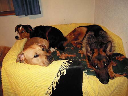 Pflegehunde Gioia, Mexie und Niva: das Designersofa war beliebt.