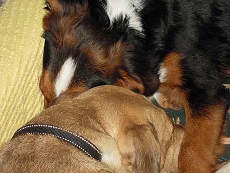Pflegehunde Gioia und Mexie beim gemeinsamen Nickerchen.