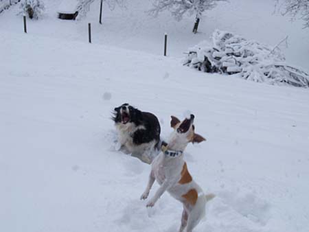 Auf der Jagd nach Schneebllen: Foxie und Lou