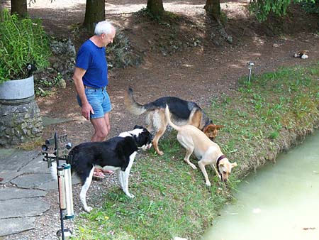Die Hunde fragen sich: was schmeisst den der da Futter in den Teich !!!