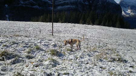 erster Schnee auf der Wengernalp im September. Floppy gefällts...