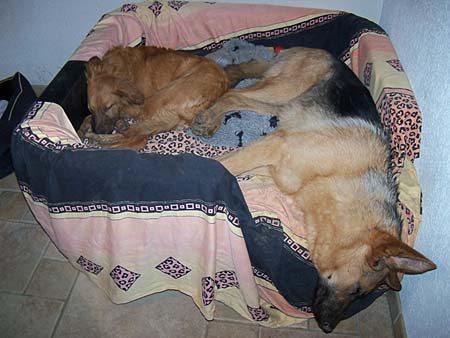 Chaska und Pflegehund Filou, inzwischen glcklich vermittelt