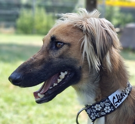 Charu