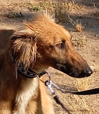 Charu