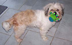Perla mit ihrem Lieblingsspielzeug Perla mit ihrem Lieblingsspielzeug