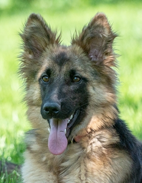 Indira