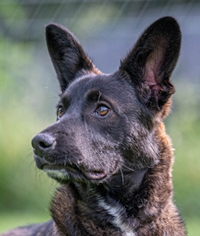 Jara