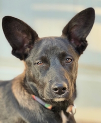 Jara