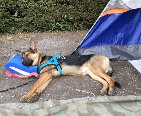 Campingleben macht hundemüde…