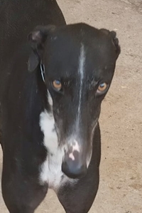 Ligero