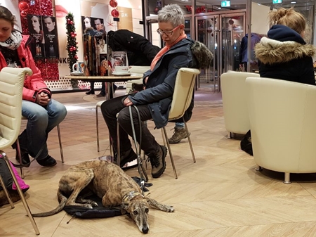 Mit der Hundeschule im Einkaufszentrum