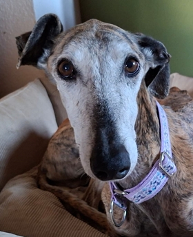 Marcelino - jetzt Luis