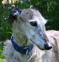 Nilo