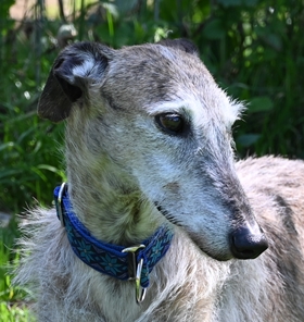 Nilo