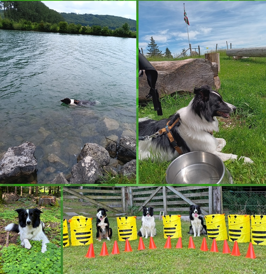 Lieblingsbeschftigung / auf der Alp / im Chlee / in der Hundeschule