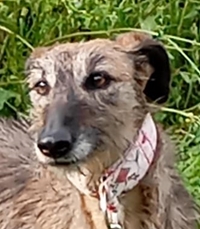Pamela