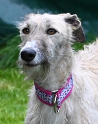 Pelua