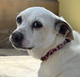 Perla