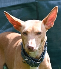Ringo