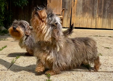 Adela und Rumba