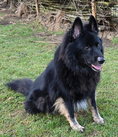 Senta