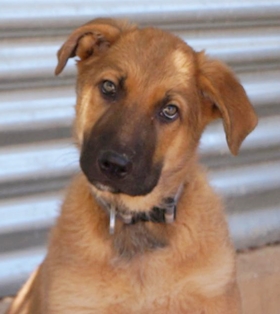 Zeus